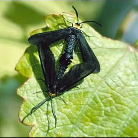 thumbnail for publication: Grapeleaf Skeletonizer, Harrisina americana (Guerin-Meneville) (Insecta: Lepidoptera: Zygaenidae)